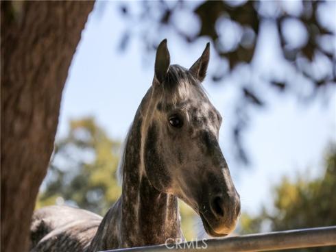 6352 E Nohl Ranch Road, Anaheim Hills, CA