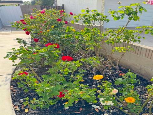 1335 S Hickory Street, Anaheim, CA