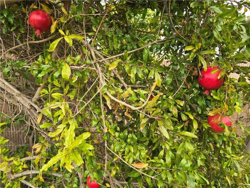 3115 W Teranimar , Anaheim, CA