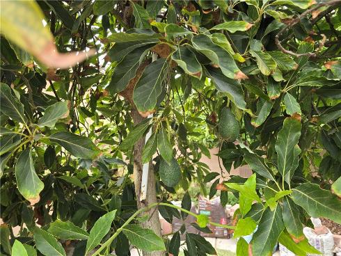 3115 W Teranimar , Anaheim, CA