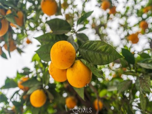 805 N Clementine  , Anaheim, CA