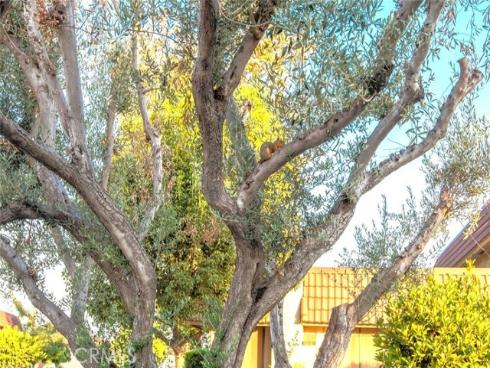 11253  Gardiners   Court, Cypress, CA