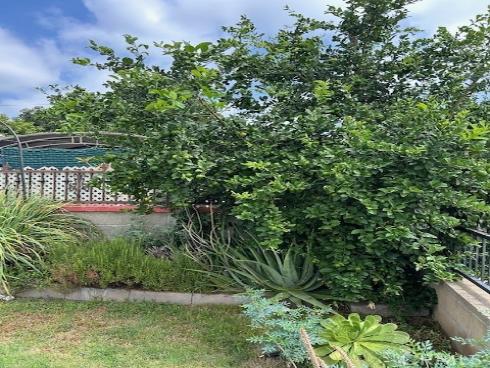 521 E Patterson   Way, Fullerton, CA