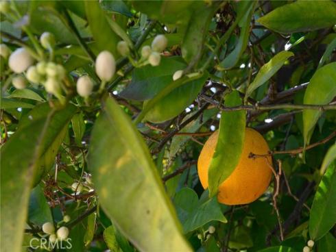 12541 Gilbert St , Garden Grove, CA