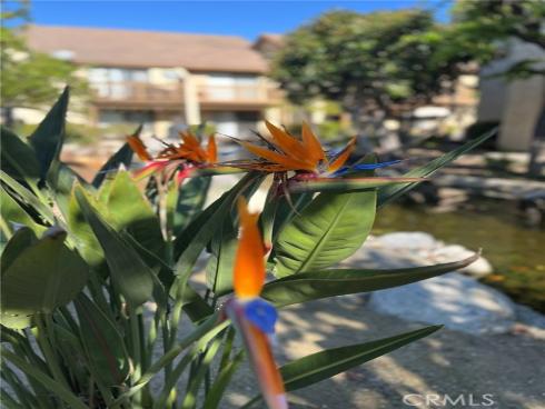 461  Orange Blossom  , Irvine, CA