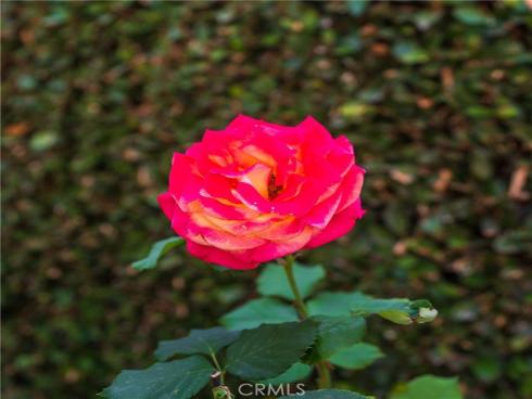 17 Kara , Irvine, CA