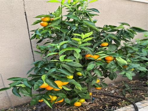 37  Peony  , Irvine, CA