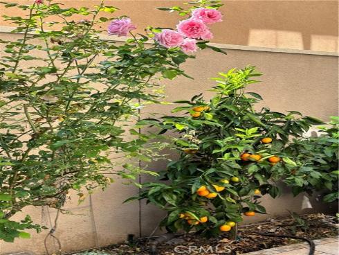 37  Peony  , Irvine, CA