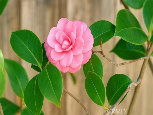 14112 Picasso Court, Irvine, CA