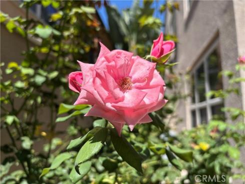 37  Peony  , Irvine, CA