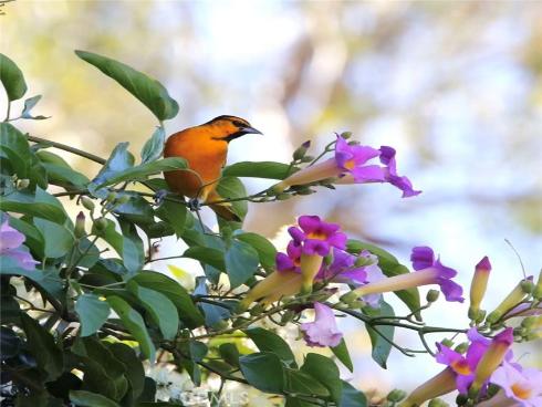 18  Broadleaf  , Irvine, CA