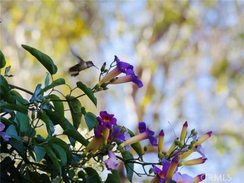 18  Broadleaf  , Irvine, CA