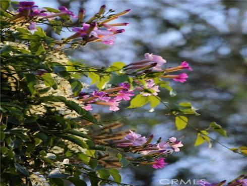 18  Broadleaf  , Irvine, CA