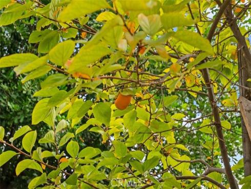 1000  Dolores  , La Habra, CA