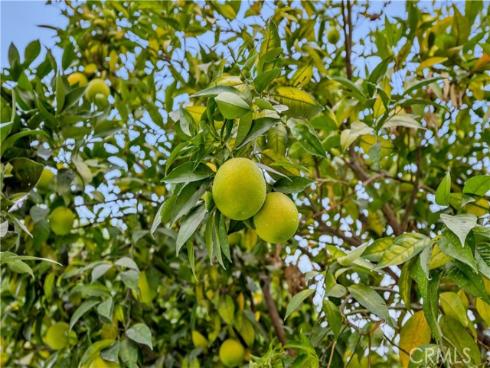 1210  Carmela   Lane, La Habra, CA