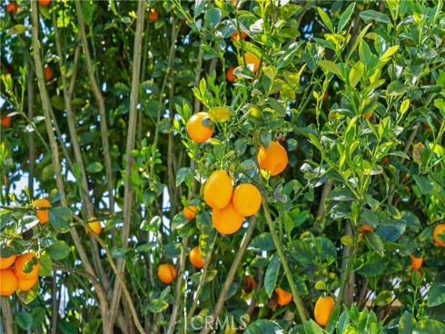 2320 W Beverly Drive, Orange, CA