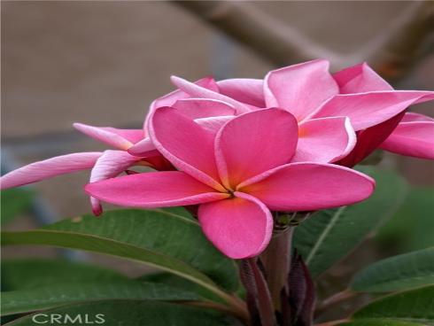 1432  North Shaffer St  , Orange, CA