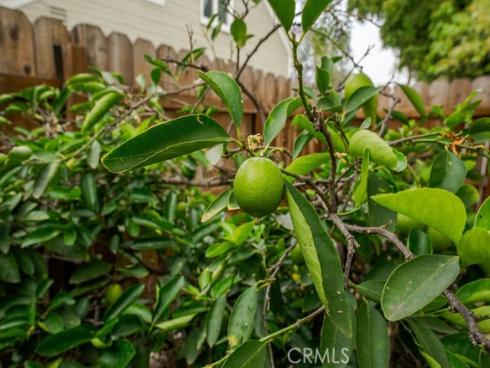 637 E Van Bibber  , Orange, CA