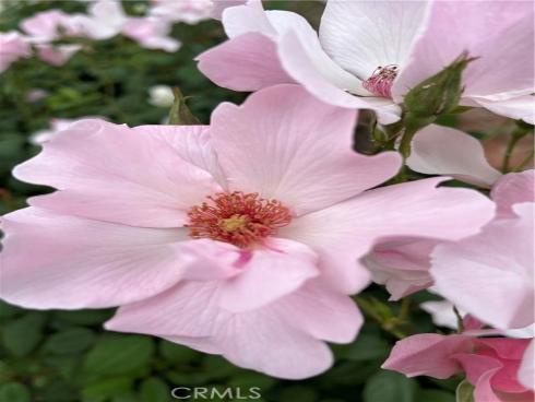 21102 Cimmaron Lane, Rancho Santa Margarita, CA