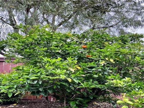 21102 Cimmaron Lane, Rancho Santa Margarita, CA