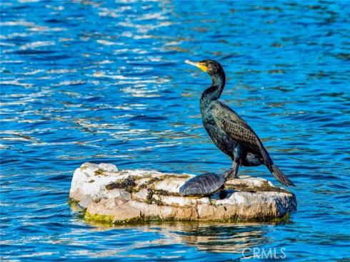 273  Montana Del Lago  , Rancho Santa Margarita, CA