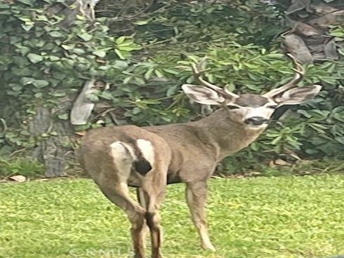 405  Avenida Salvador  , San Clemente, CA