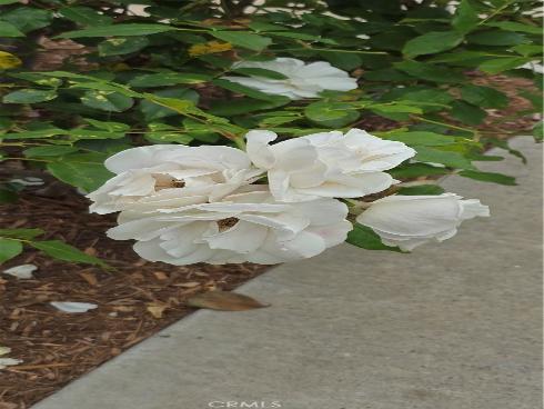 1641  Via Tulipan  , San Clemente, CA