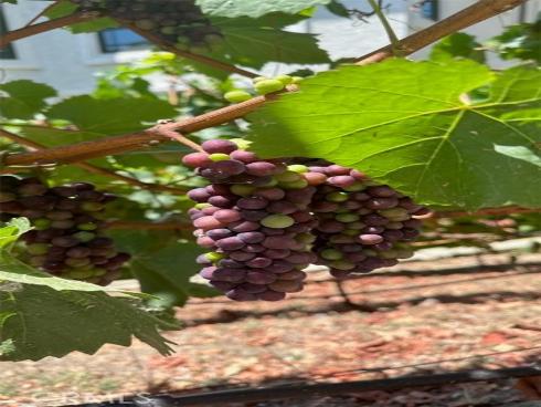 3202  Portico Del Norte  , San Clemente, CA