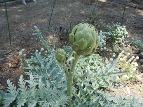 29941  Imperial   Drive, San Juan Capistrano, CA