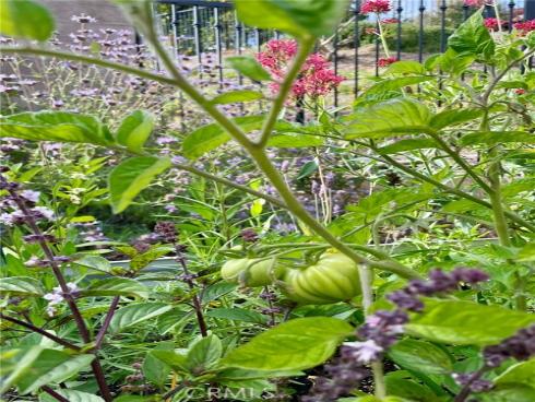 26431  Paseo Infinita  , San Juan Capistrano, CA