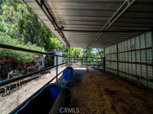 29612  Spotted Bull  , San Juan Capistrano, CA