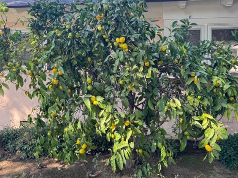 2602 N Louise , Santa Ana, CA