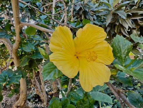 3050 S Bristol 2C , Santa Ana, CA