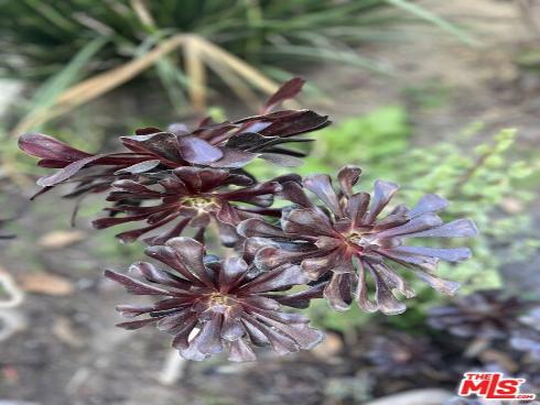 2142 W 11th   Street, Santa Ana, CA