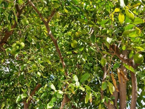 913 S Diamond  , Santa Ana, CA