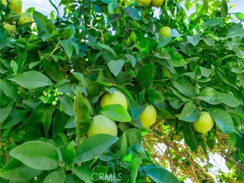 509 S Glenarbor  , Santa Ana, CA