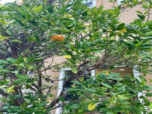 12891  Mackenzie   Drive, Tustin, CA